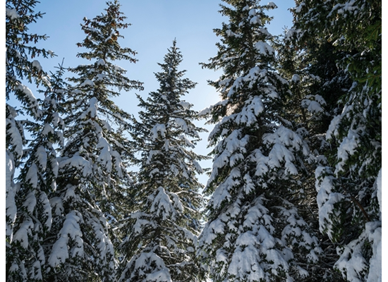 Image1_1201920155844536940462.png