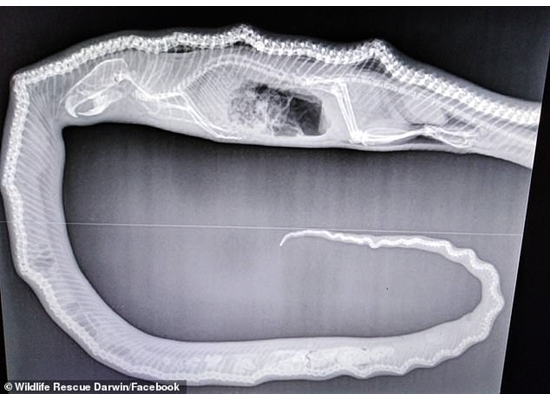 Image1_420197131319986130210.png