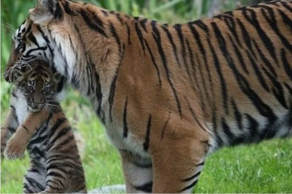 لماذا تلتهم بعض الحيوانات صغارها؟.. إليك تفسير العلماء 