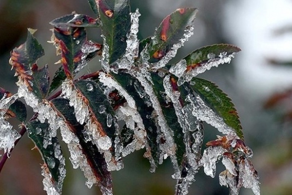 عاجل الأرصاد تستبعد حدوث الصقيع صباح الأربعاء والضباب يلف المملكة حتى الخميس 