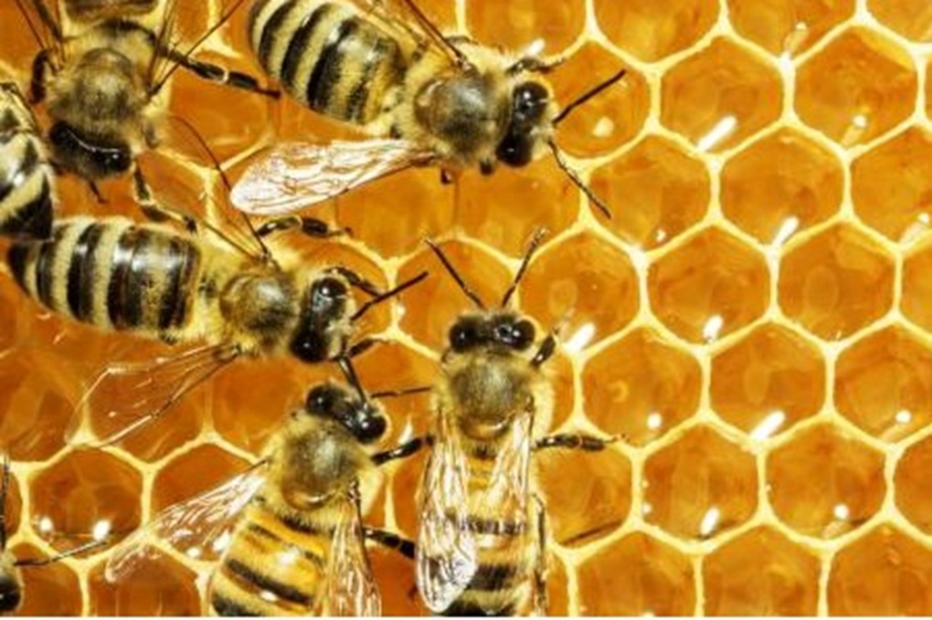 8 فوائد مذهلة لتناول ملعقة عسل صباحيًا.. لن تصدق تأثيرها 