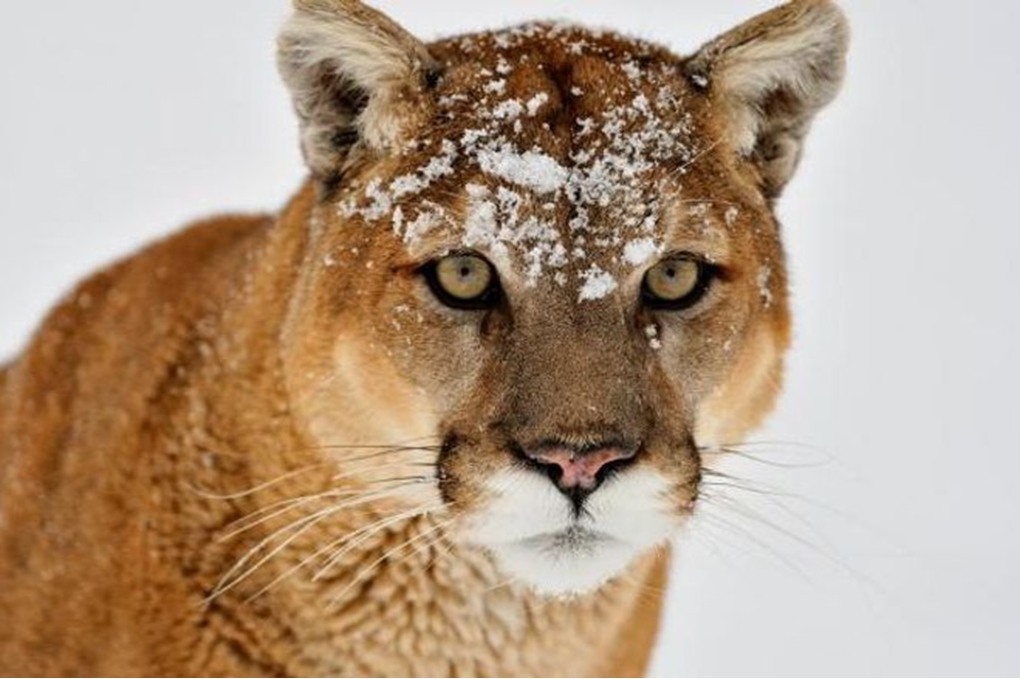 لأول مرة منذ 1999.. أسد جبلي يقضي على سائحة في أميركا 