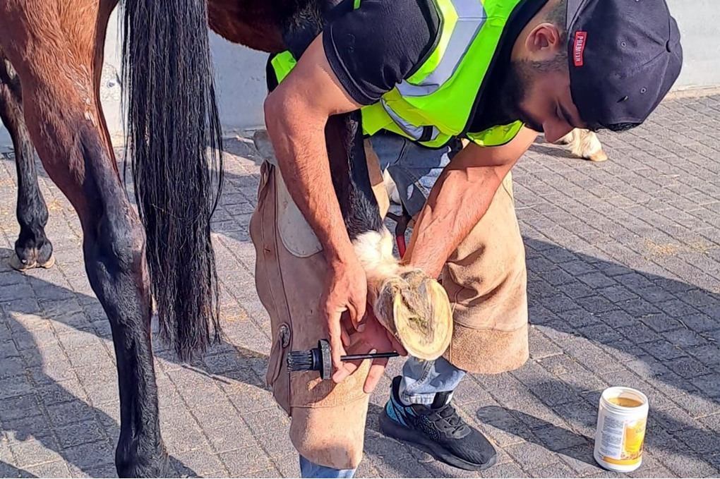 اختتام برنامج "فن التعامل مع الخيول والحذو" في العقبة 