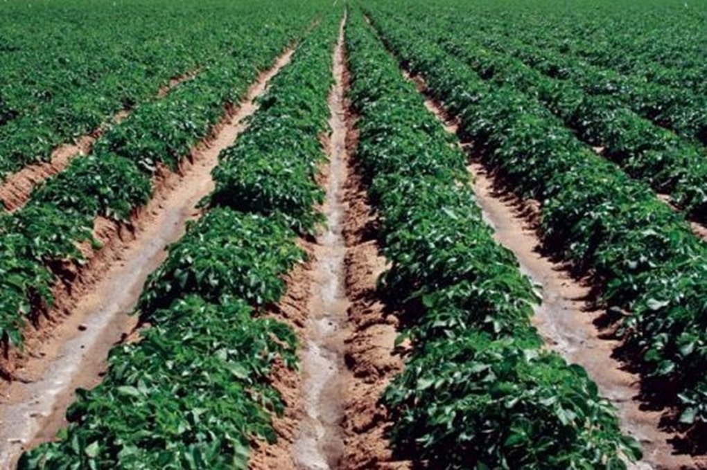 زراعة الأزرق تحقق نجاحات مميزة في مشاريع الأسر المنتجة 