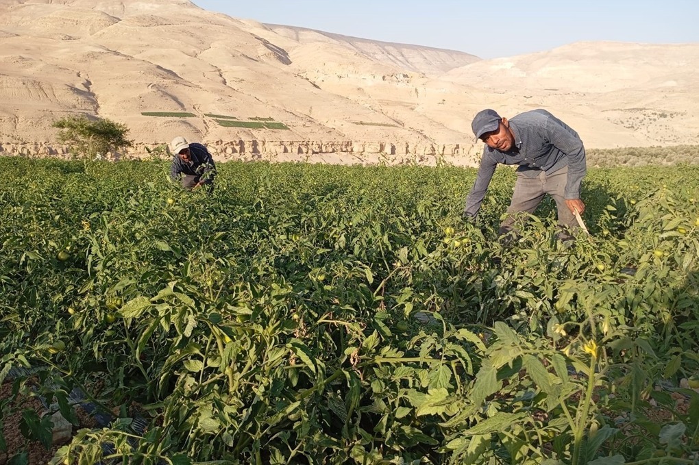 مزارعون في الكرك: الإرشاد الزراعي يعزز كفاءة الإنتاج 