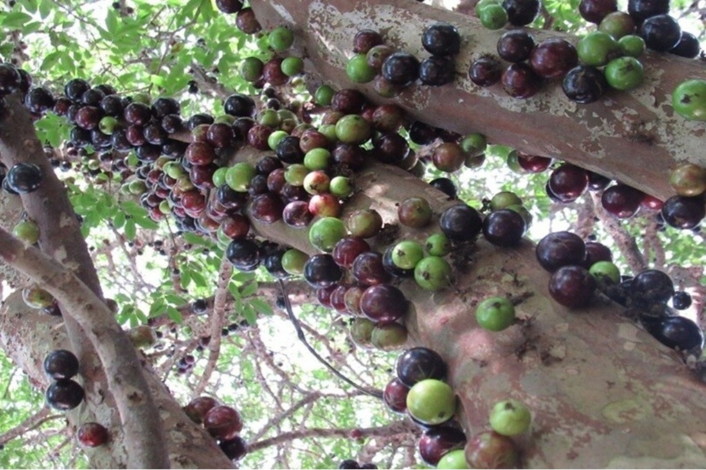 فاكهة برازيلية تحسن صحة الأمعاء والكبد والدماغ 