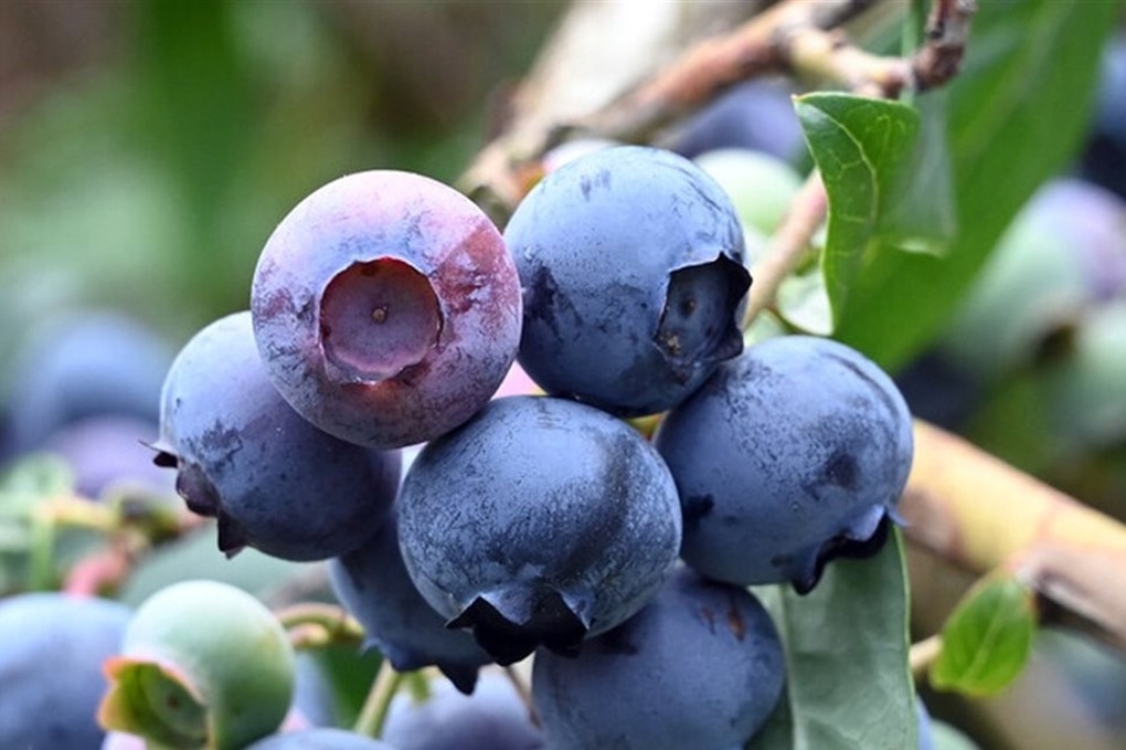 التوت الأزرق البري.. جرعة يومية تحمي القلب وتحسّن الهضم 