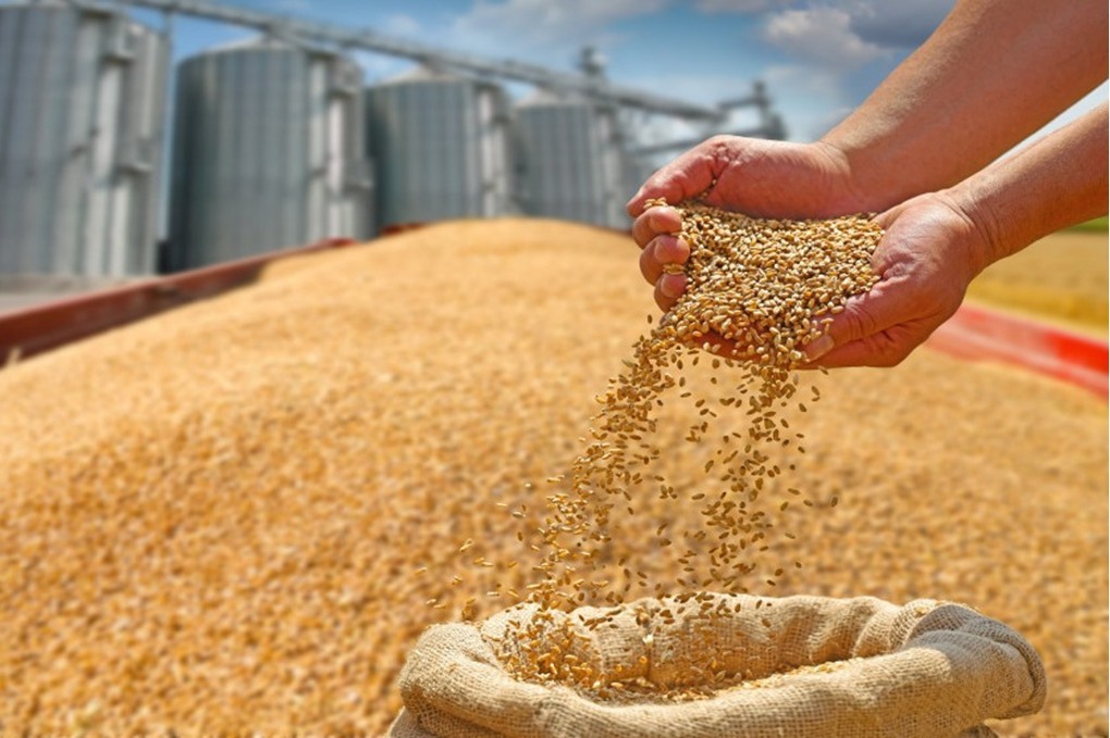 الحكومة تخفض أسعار الطحين والقمح رغم ارتفاعها عالميًا