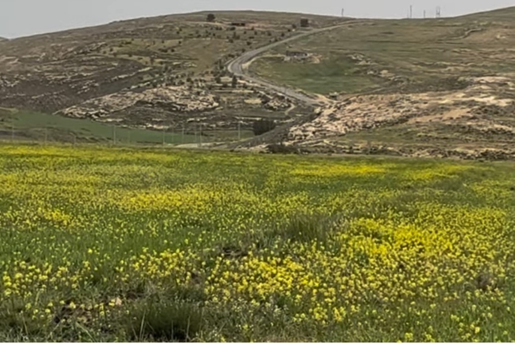 أمطار الطفيلة تنعش المراعي وتحسن الواقع الزراعي