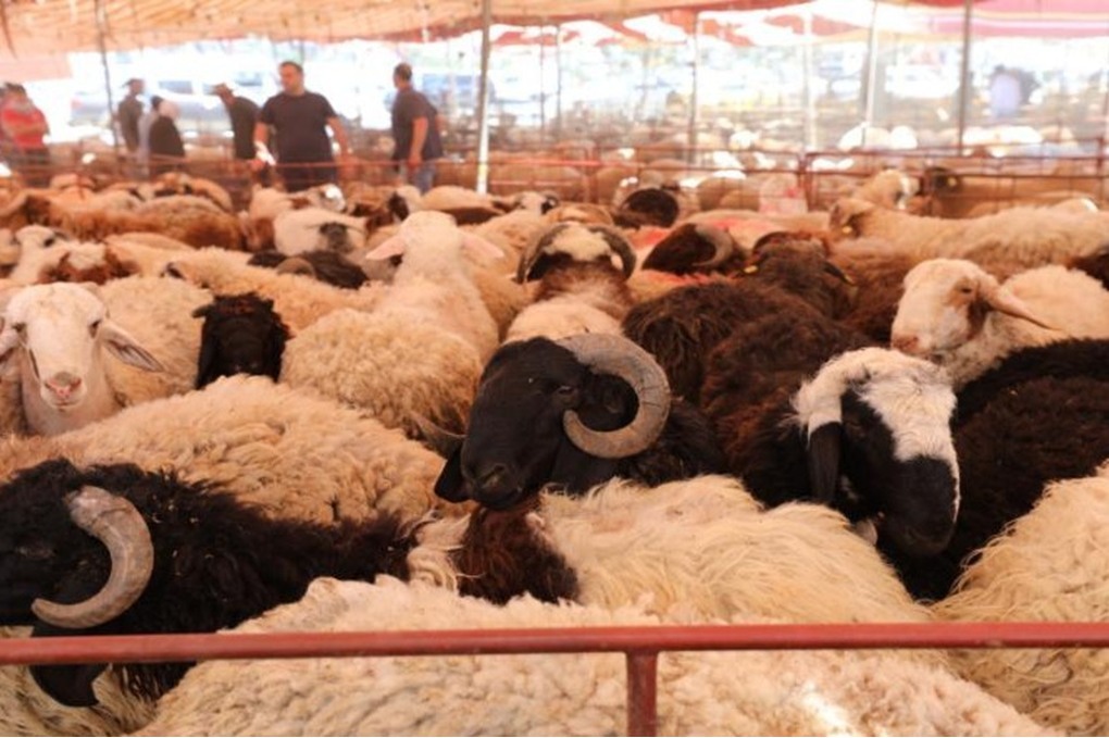 الرصيفة: تجار الأضاحي يثمنون قرار تخفيض رسوم ترخيص الحظائر وتوحيد موقعها