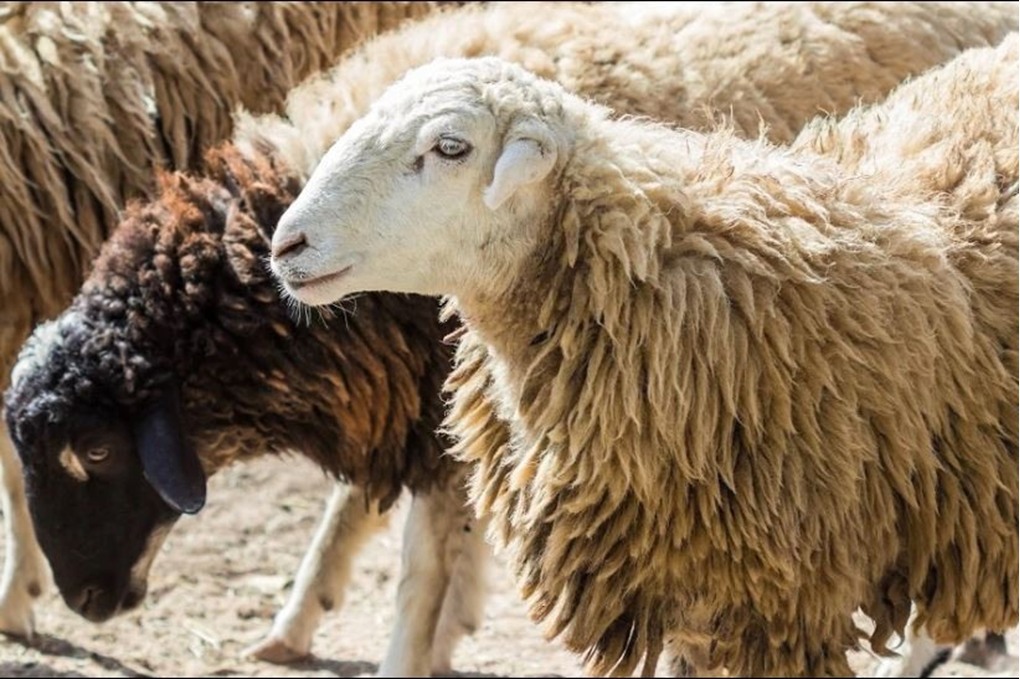 المفرق: دعوة مربي الثروة الحيوانية لتجديد دفاتر حيازة الأغنام 