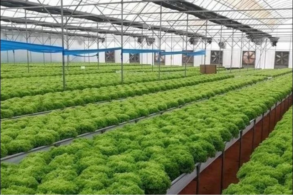 مدير إقراض العقبة: مليون دينار تمويل لـ150مزارعا ودعم متزايد للمشاريع الزراعية 